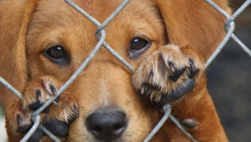 Condenaron a una mujer por maltrato animal en un fallo histórico